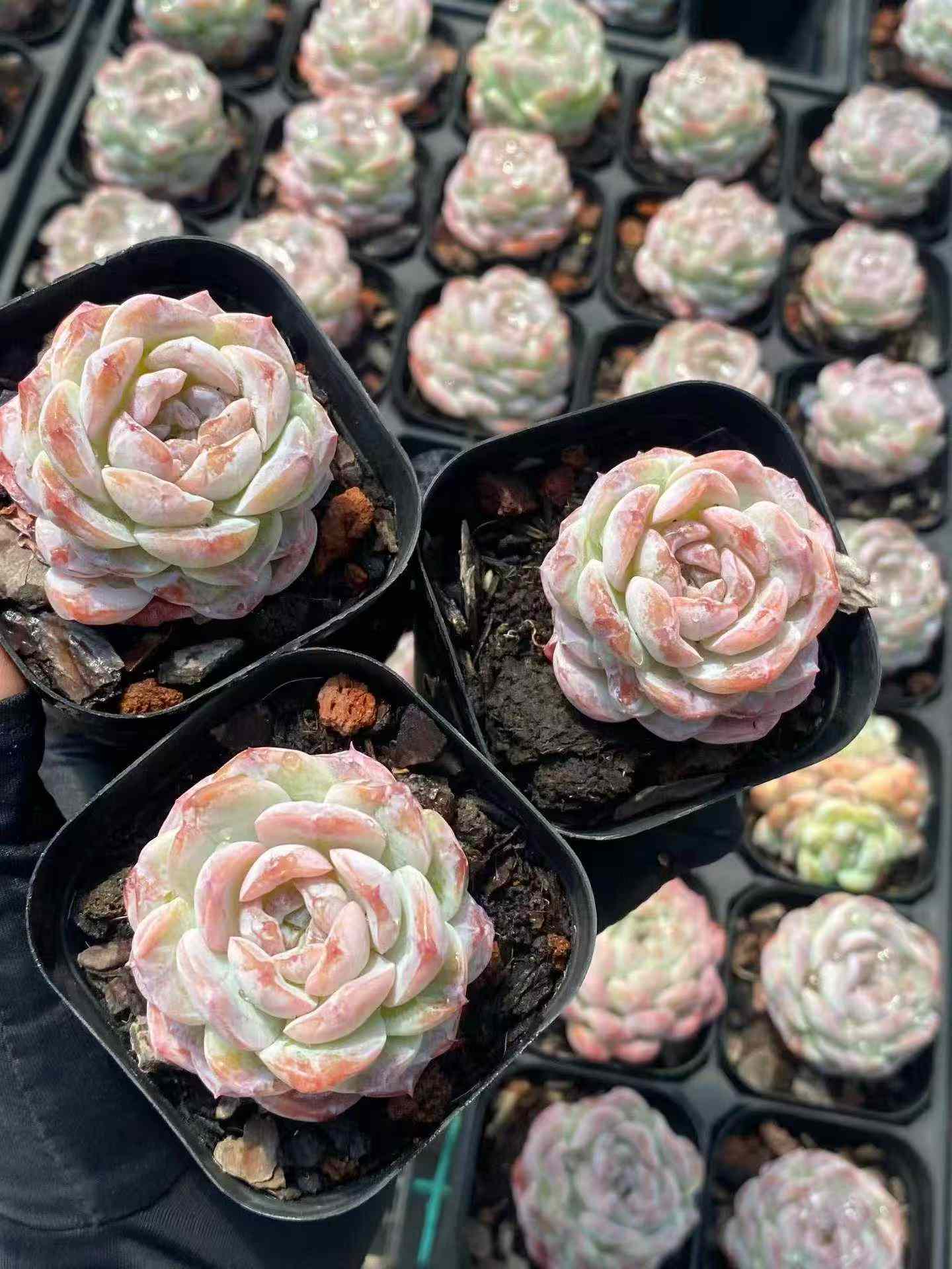 361706 Echeveria Cappuccino (6.3cm pot size)