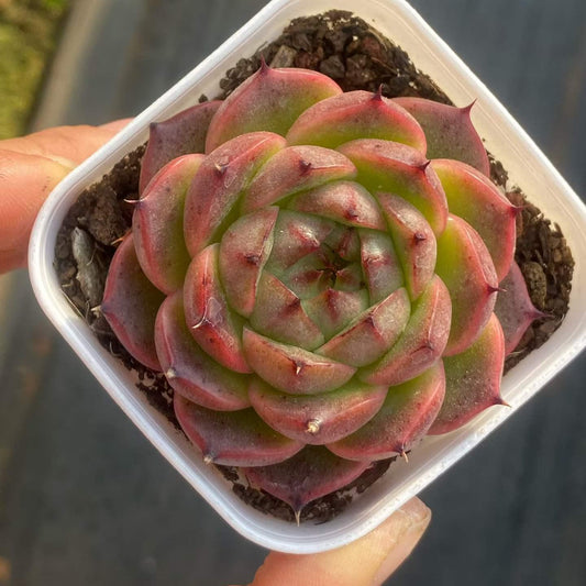 361098 Echeveria Flower Summer (6.5cm pot size)
