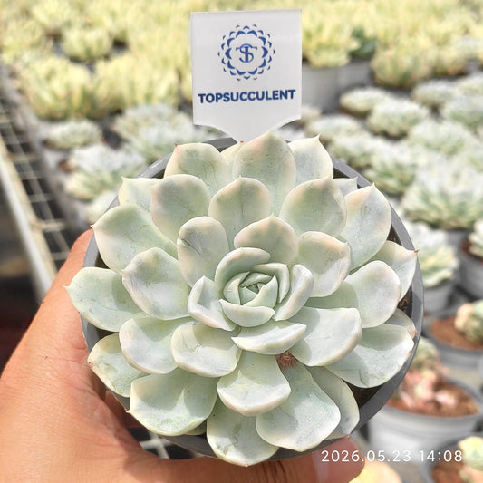 360928 Echeveria Snow Ball Variegated (9cm pot size)
