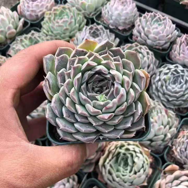 263491 Echeveria Gilo (7cm pot size)