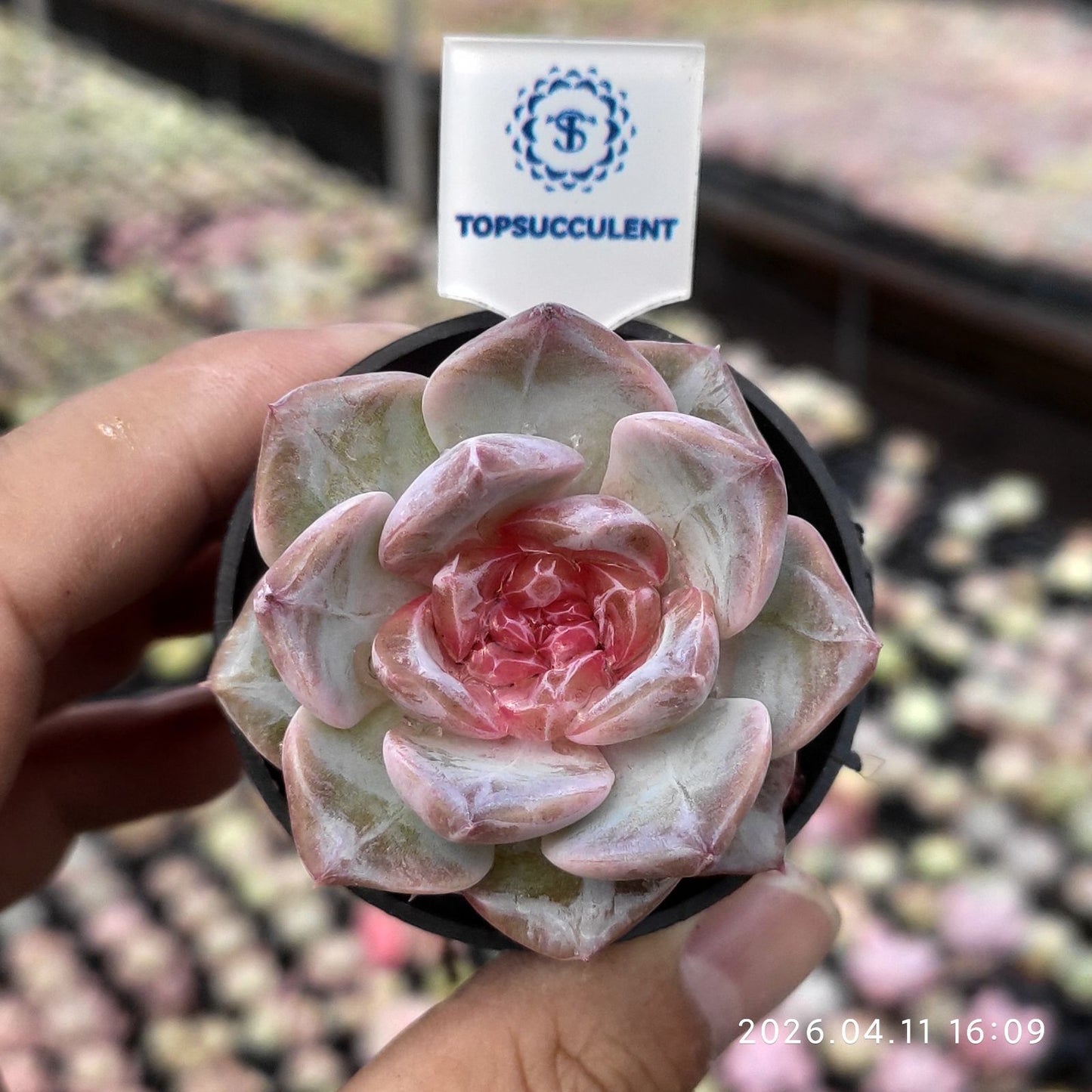 361512 Echeveria Pink Ballet (6cm pot size)