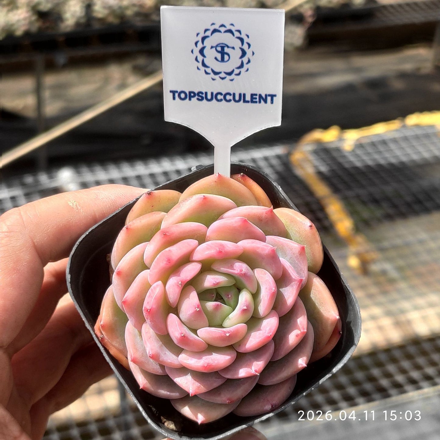 361473 Echeveria Lindsay Rose (6.5cm pot size)