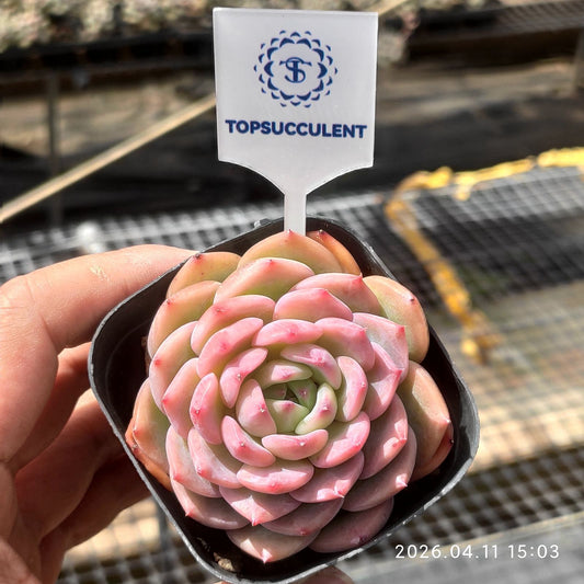 361473 Echeveria Lindsay Rose (6.5cm pot size)