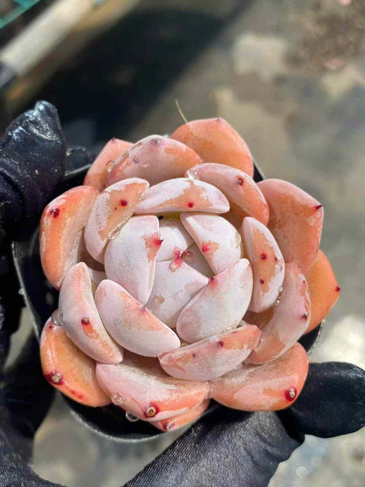 361707 Echeveria Bubble Monroe (6.3cm pot size)