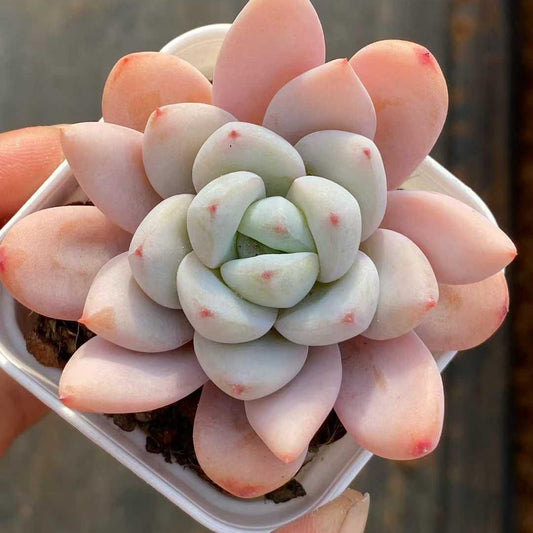 360094 Echeveria Spark Snow (6.5cm pot size)