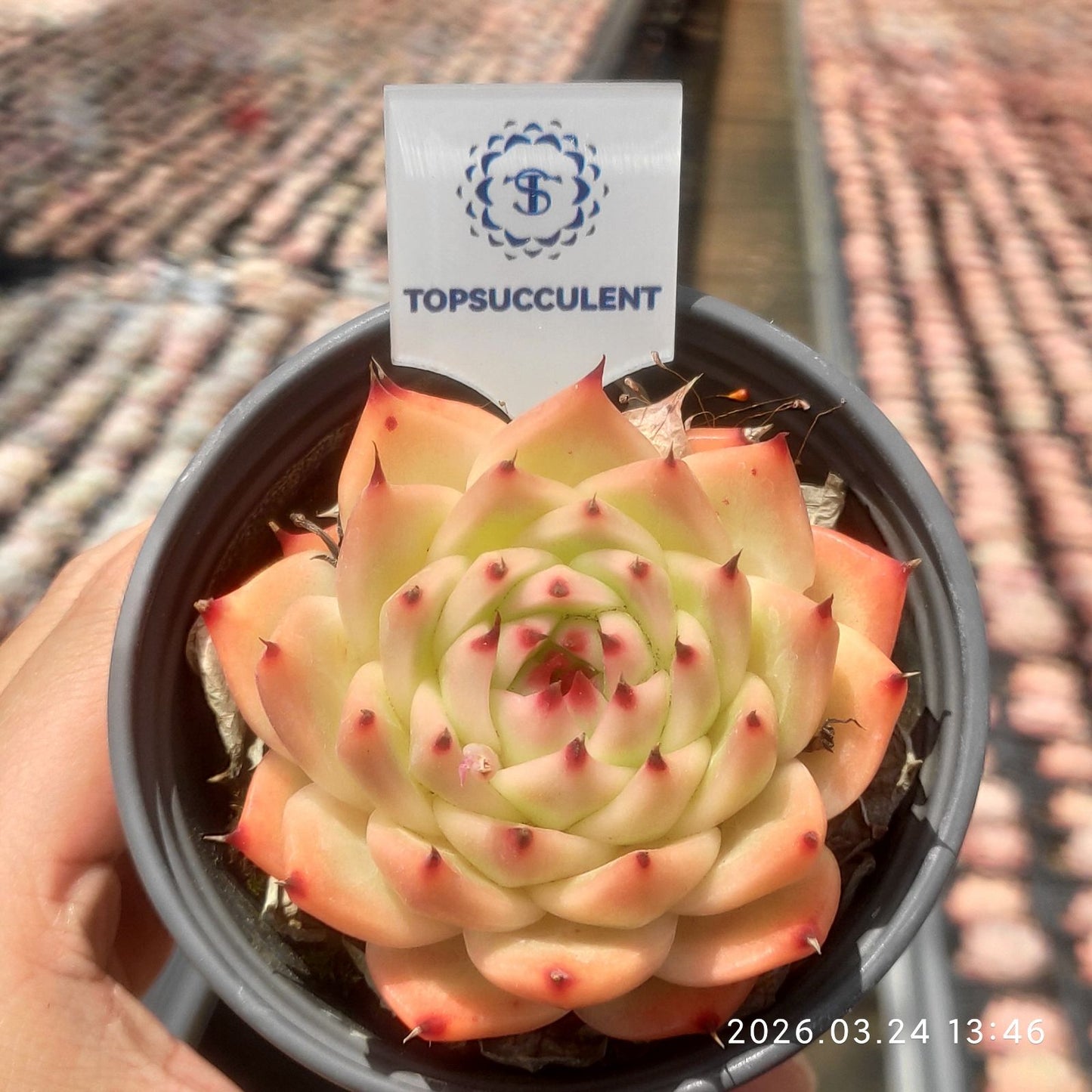 360868 Echeveria Purola (9cm pot size)