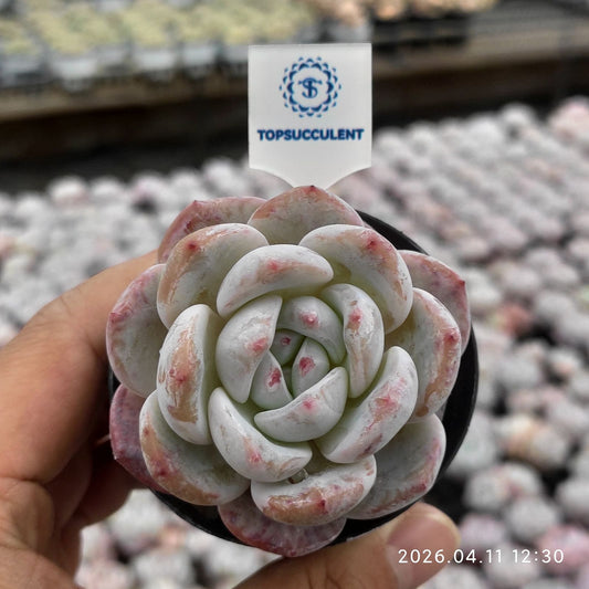 361418 Echeveria Orange Monroe (6cm pot size)