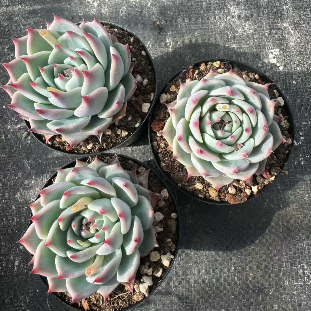 360386 Echeveria Chihuahuaensis (9cm pot size)