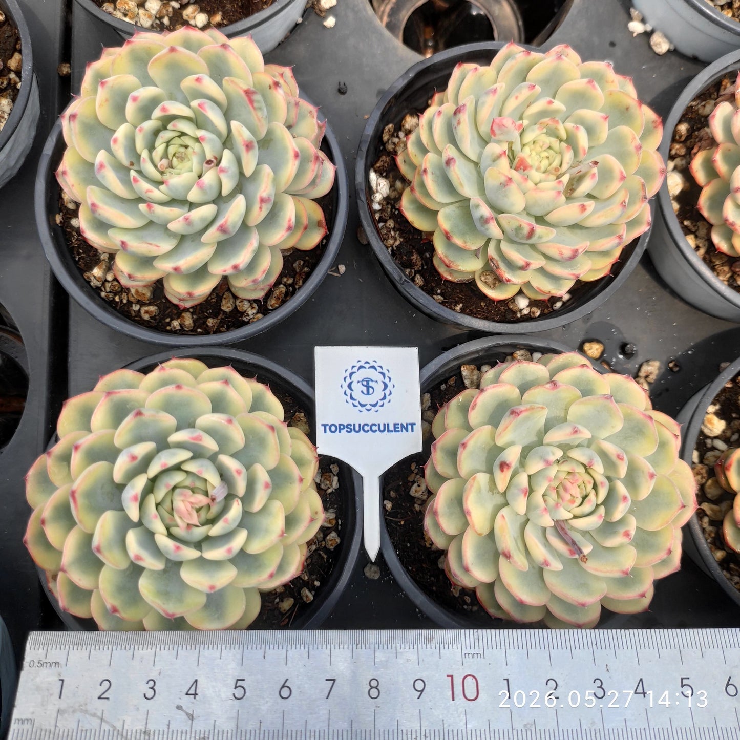 361813 Echeveria White Minima Variegated (9cm pot size)