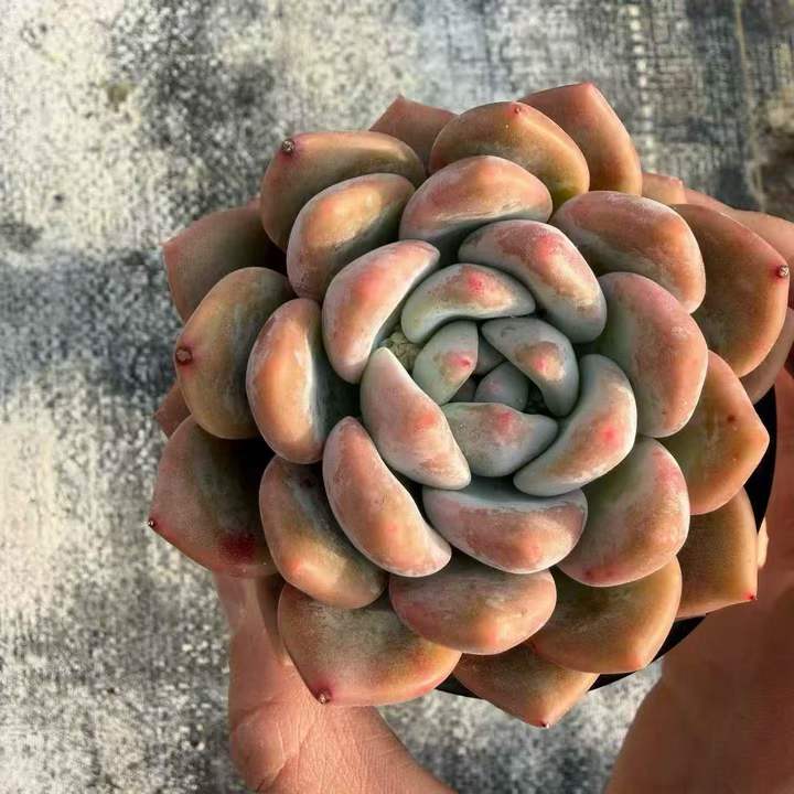 263371 Echeveria Monroe x Opalina (10cm pot size)