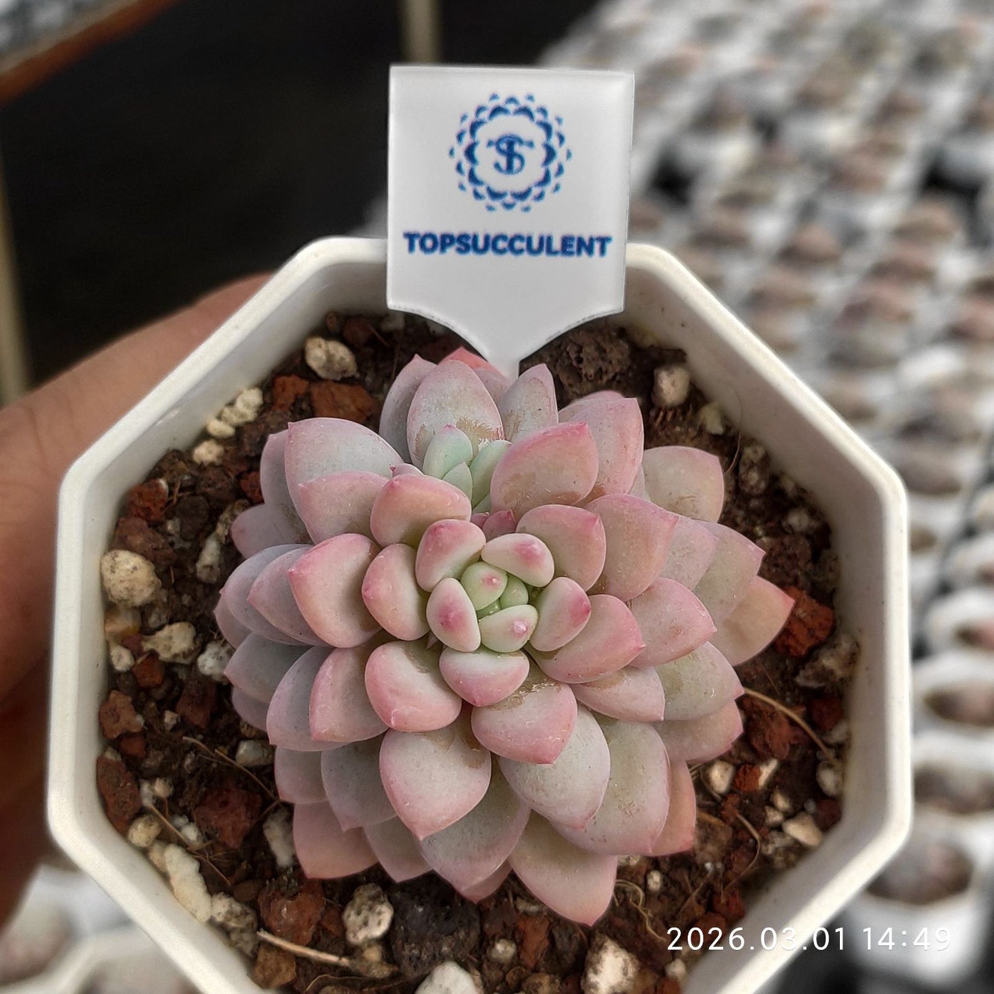 360150  (7cm pot size)